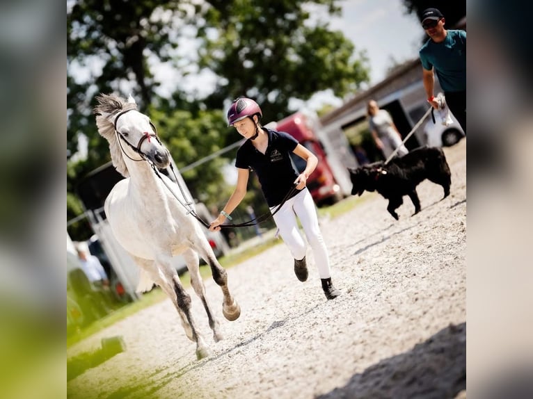 Connemara Ruin 7 Jaar 146 cm Schimmel in WrocławWrocław