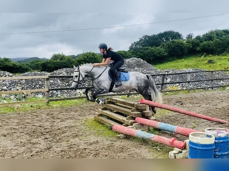 Connemara Ruin 7 Jaar 147 cm Appelschimmel in Sligo