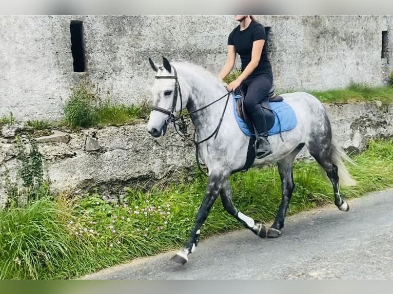 Connemara Ruin 7 Jaar 147 cm Appelschimmel in Sligo