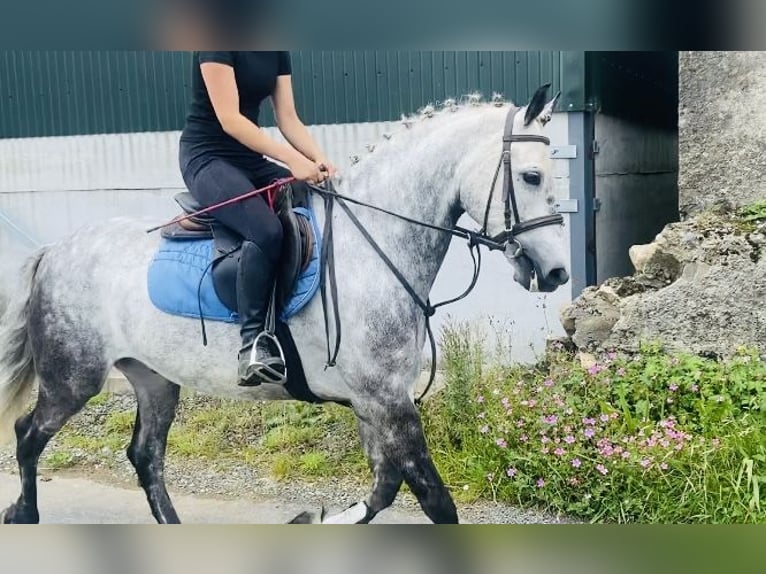 Connemara Ruin 7 Jaar 147 cm Appelschimmel in Sligo