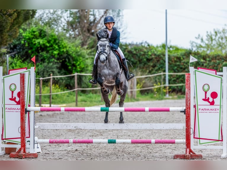 Connemara Ruin 7 Jaar 148 cm Appelschimmel in Leganes