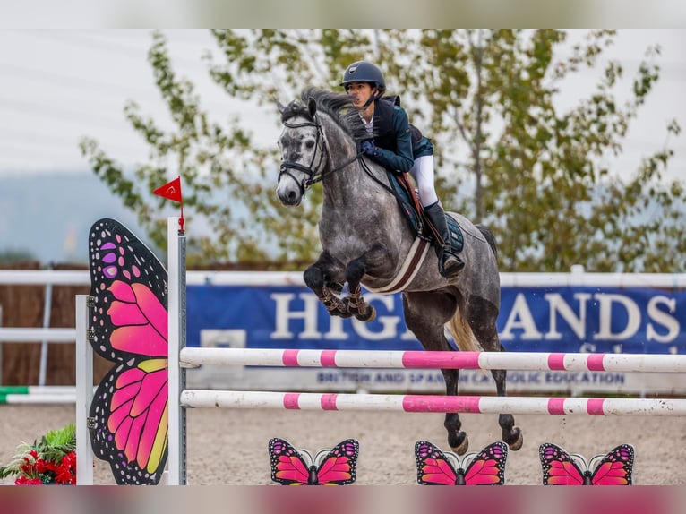 Connemara Ruin 7 Jaar 148 cm Appelschimmel in Leganes