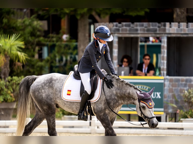 Connemara Ruin 7 Jaar 148 cm Schimmel in Leganes