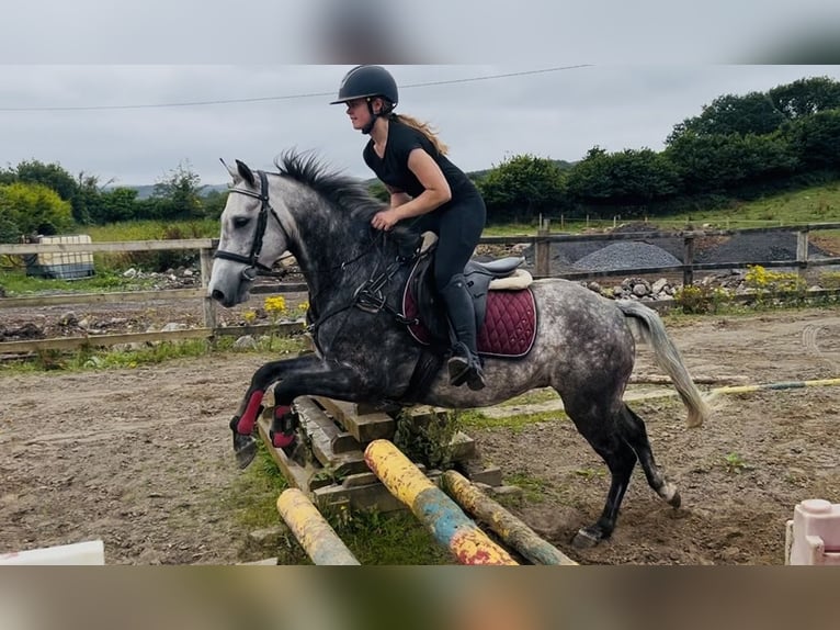 Connemara Ruin 8 Jaar 140 cm Appelschimmel in Sligo