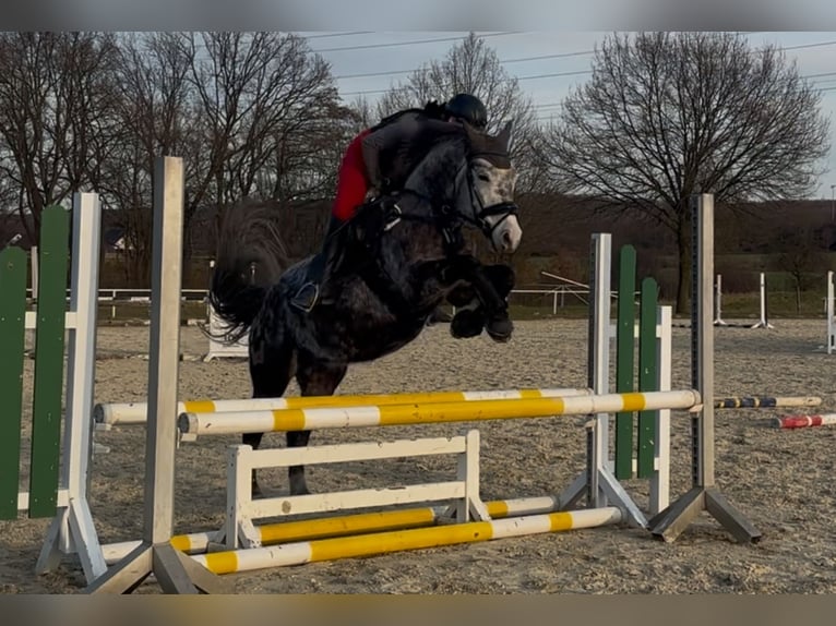 Connemara Mix Ruin 8 Jaar 146 cm Appelschimmel in Iserlohn