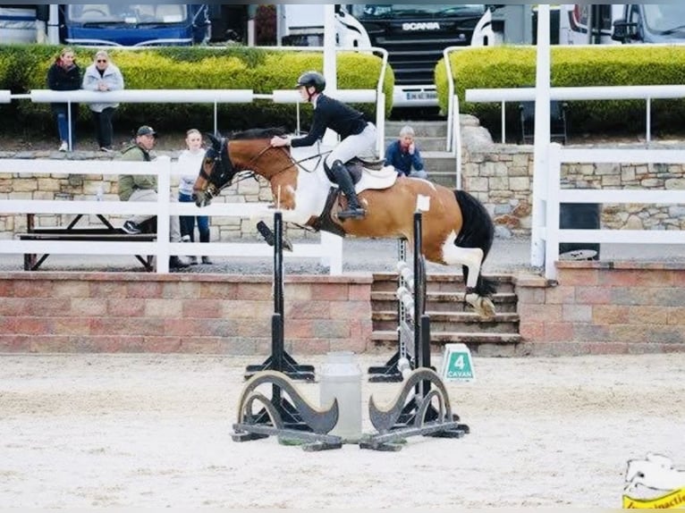 Connemara Ruin 8 Jaar 148 cm Schimmel in Sligo
