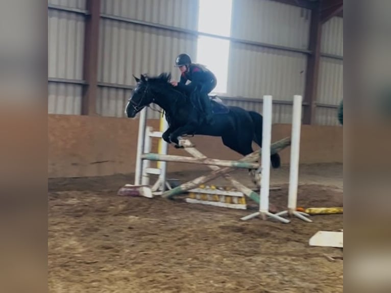 Connemara Ruin 8 Jaar 148 cm Schimmel in Sligo