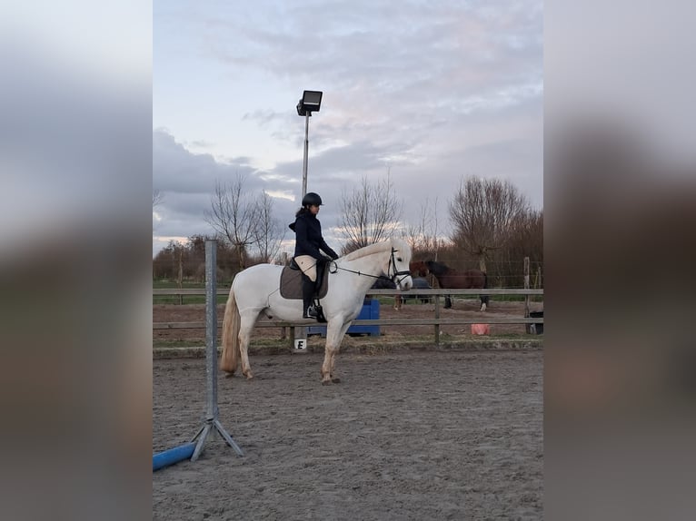 Connemara Ruin 8 Jaar 151 cm Schimmel in Hoorn