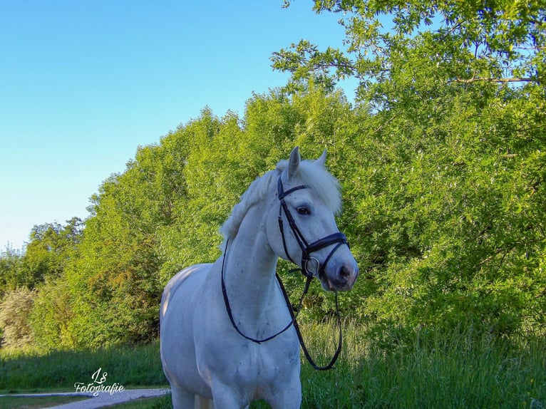 Connemara Ruin 8 Jaar 151 cm Schimmel in Hoorn