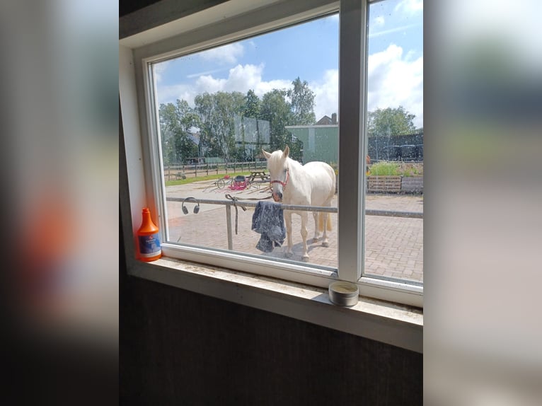 Connemara Ruin 8 Jaar 151 cm Schimmel in Hoorn