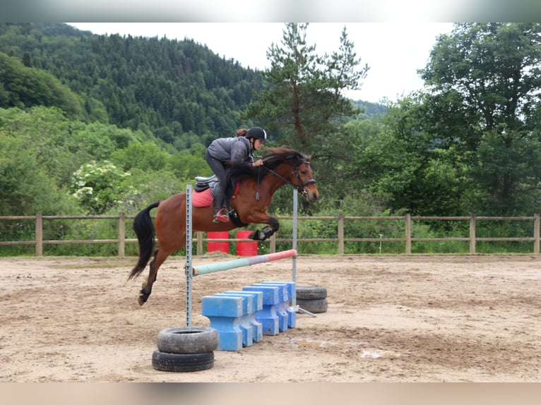 Connemara Ruin 9 Jaar 135 cm Bruin in st genes champesp