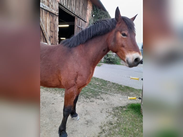 Connemara Ruin 9 Jaar 146 cm Bruin in Linz