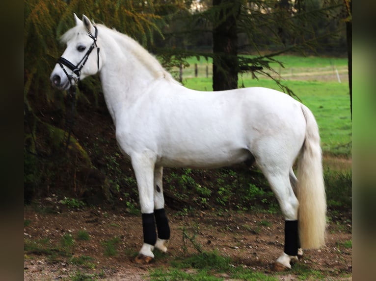 Connemara Mix Ruin 9 Jaar 146 cm Schimmel in uelsen