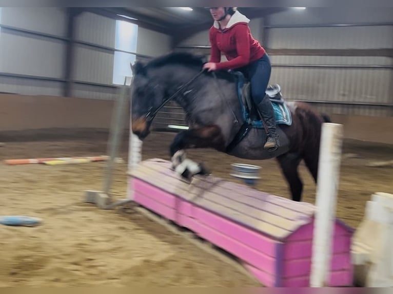 Connemara Ruin 9 Jaar 148 cm Bruin in Sligo