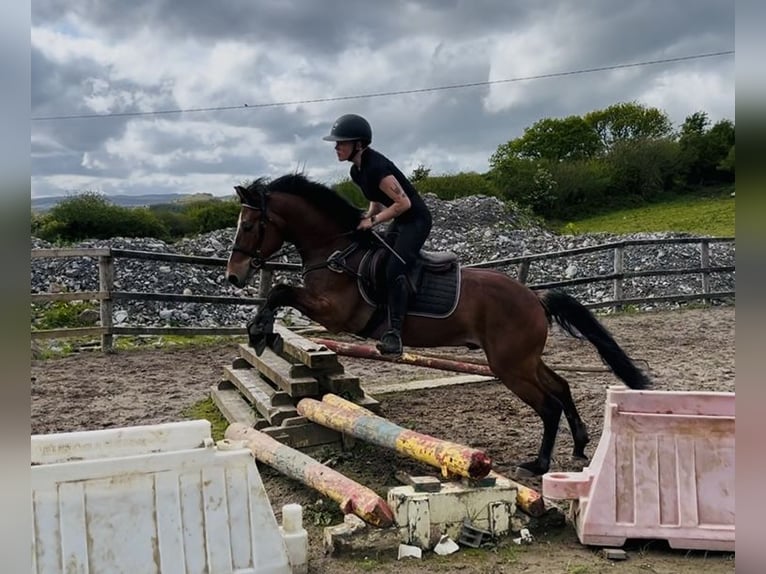 Connemara Ruin 9 Jaar 148 cm Bruin in Sligo