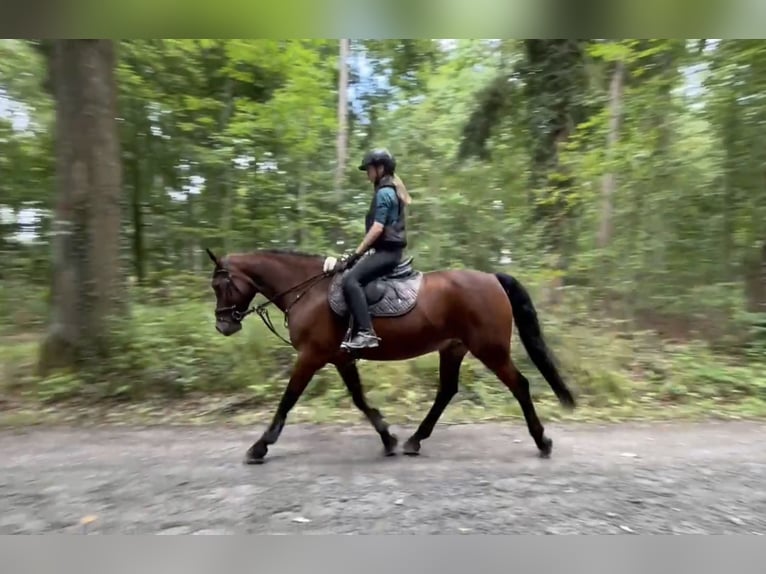 Connemara Ruin 9 Jaar 150 cm Bruin in Weil der Stadt