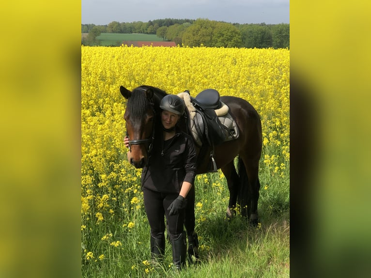 Connemara Ruin 9 Jaar 153 cm Bruin in Weyhe