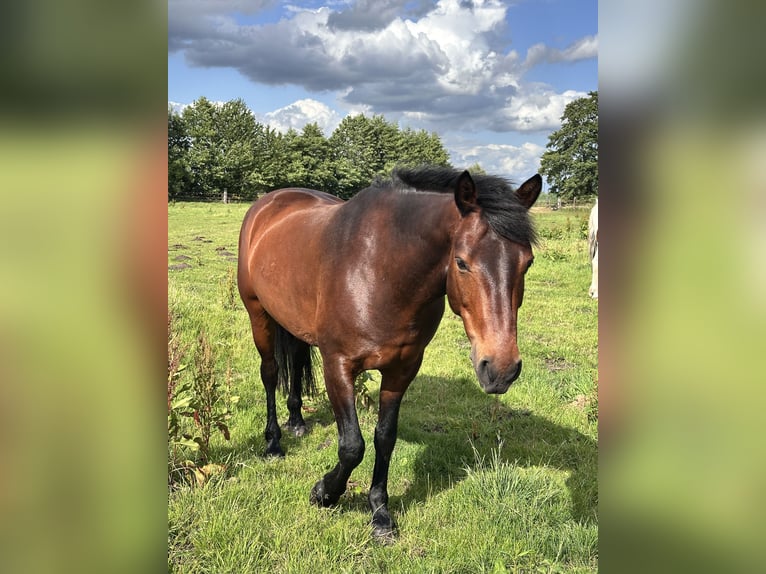 Connemara Ruin 9 Jaar 153 cm Bruin in Weyhe