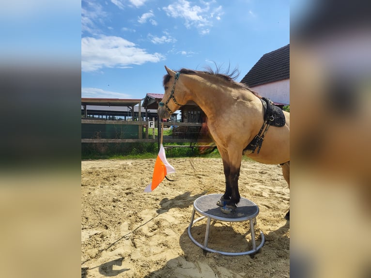 Connemara Mix Ruin 9 Jaar 154 cm Falbe in Groß Wüstenfelde