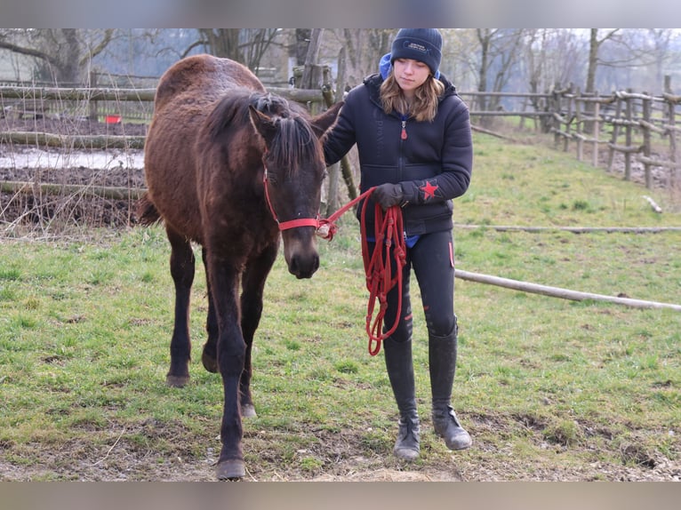 Connemara Mestizo Semental 1 año 150 cm Castaño oscuro in Buchen (Odenwald)