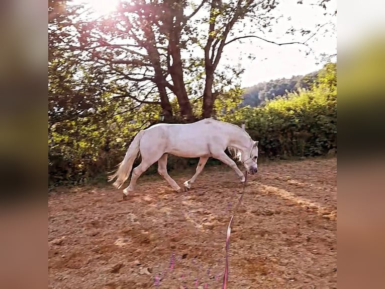 Connemara Semental 5 años 144 cm Tordo in Bastogne