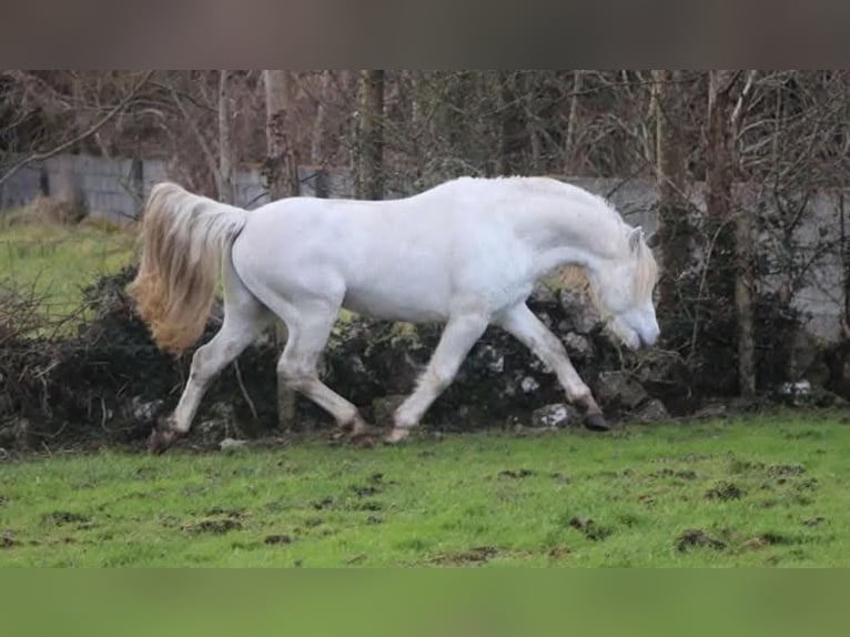 Connemara Semental 5 años 144 cm Tordo in Bastogne