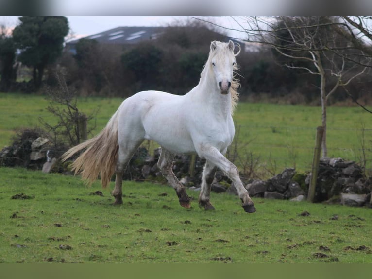 Connemara Semental 5 años 144 cm Tordo in Bastogne