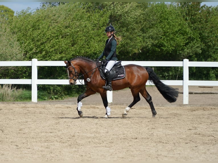 Connemara Semental 6 años 145 cm Castaño in Osdorf