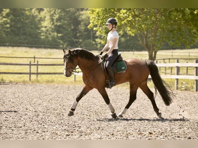 Connemara Semental 6 años 145 cm Castaño in Osdorf