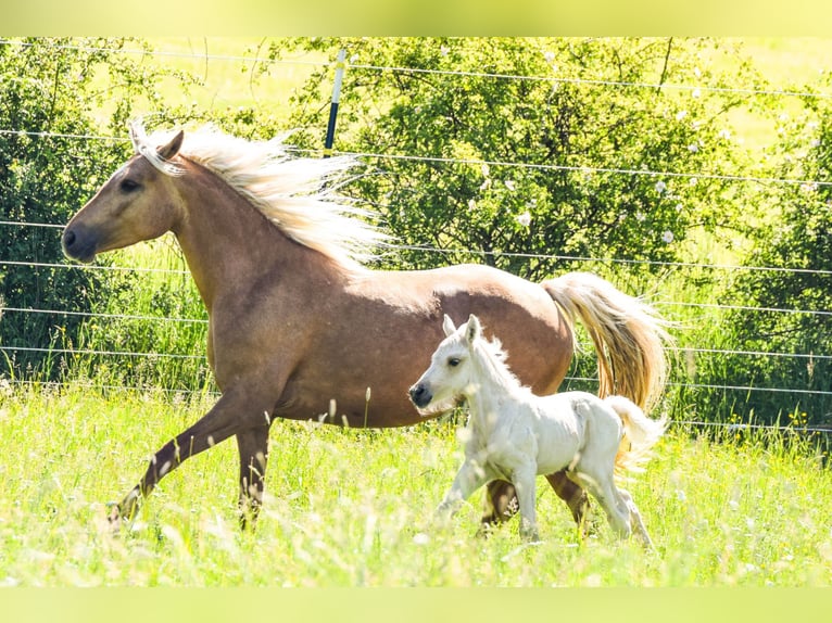 Connemara Semental Potro (05/2026) 148 cm Palomino in Schondra