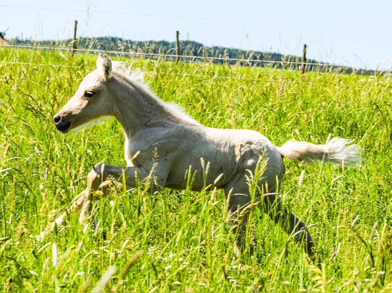 Connemara Semental Potro (05/2026) 148 cm Palomino in Schondra