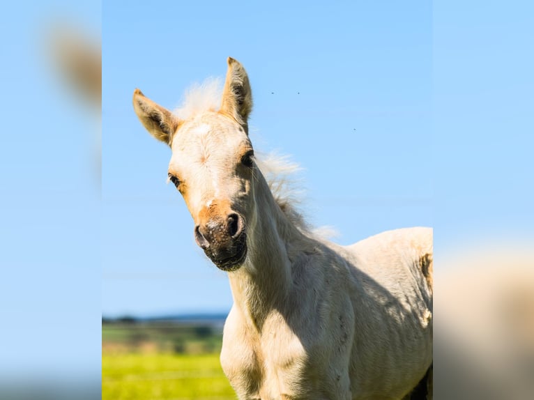 Connemara Semental Potro (05/2026) 148 cm Palomino in Schondra