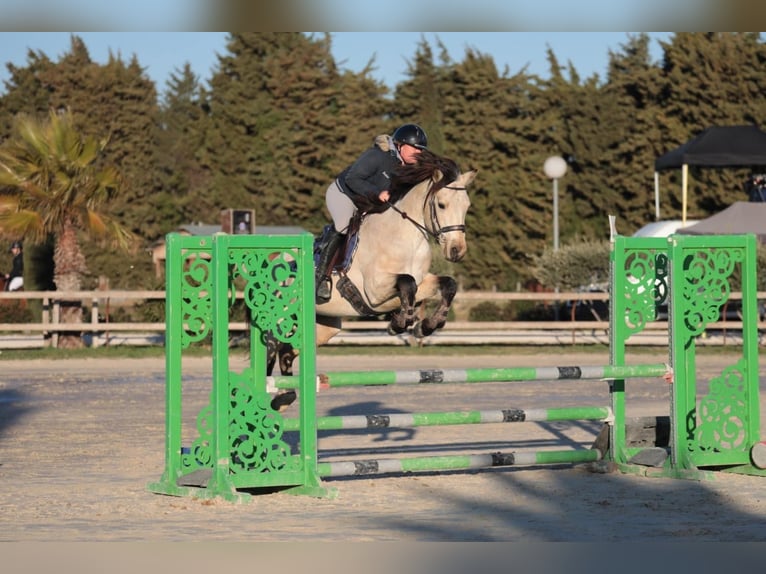 Connemara Semental Potro (05/2024) 150 cm Buckskin/Bayo in Heidenrod