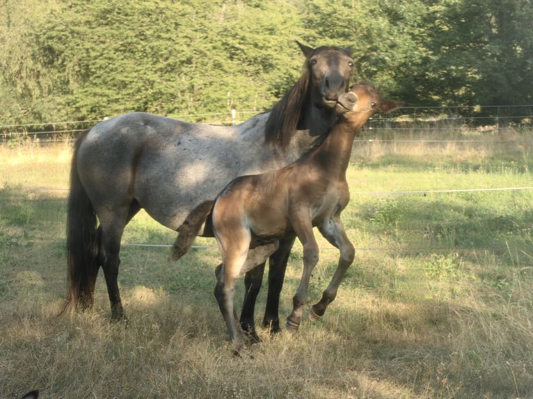 Connemara Semental Potro (06/2026) 152 cm Castaño-ruano in Lohr am Main