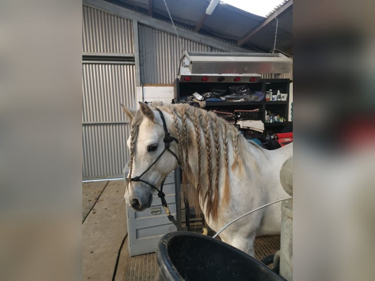 Connemara Stallion 10 years 14,1 hh Gray in Villingendorf