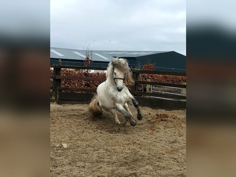 Connemara Stallion 10 years 14,1 hh Gray in Villingendorf