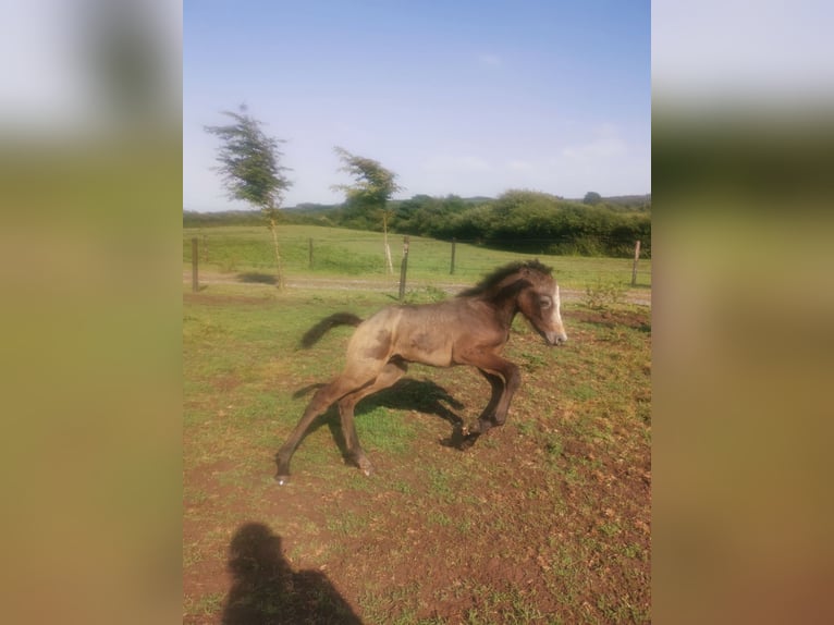 Connemara Stallion 10 years 14,1 hh Gray in Villingendorf