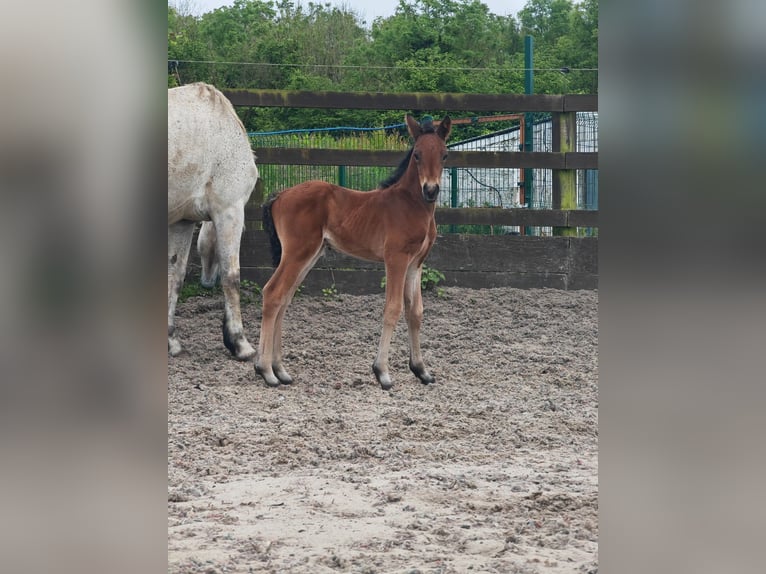 Connemara Stallion 10 years 14,1 hh Gray in Villingendorf