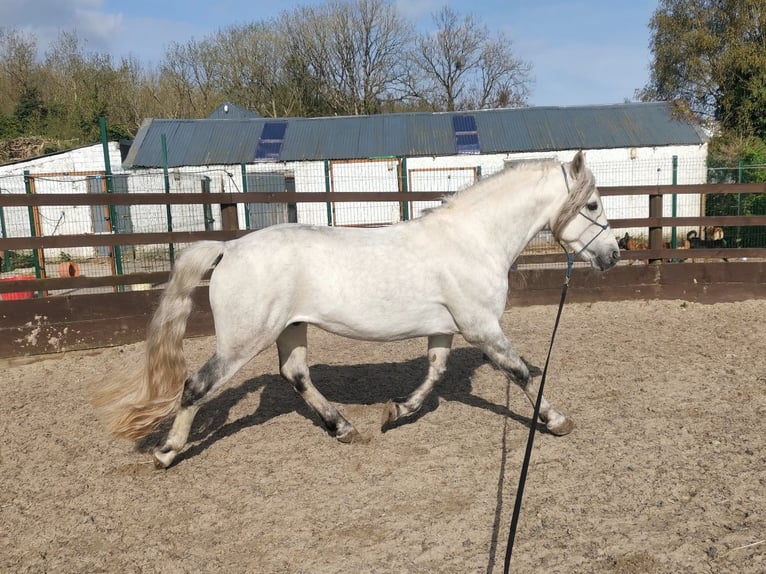 Connemara Stallion 10 years 14,1 hh Gray in Villingendorf