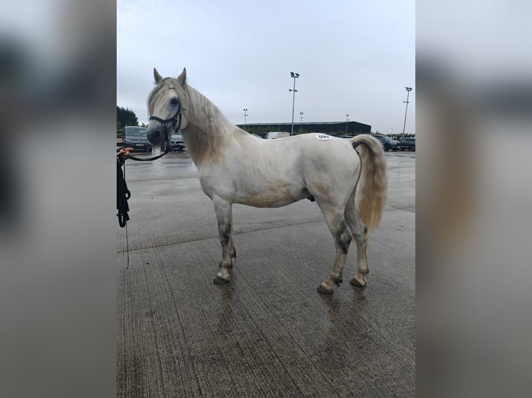 Connemara Stallion 10 years 14,1 hh Gray in Villingendorf