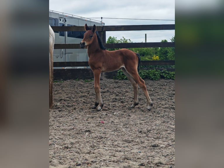 Connemara Stallion 10 years 14,1 hh Gray in Villingendorf