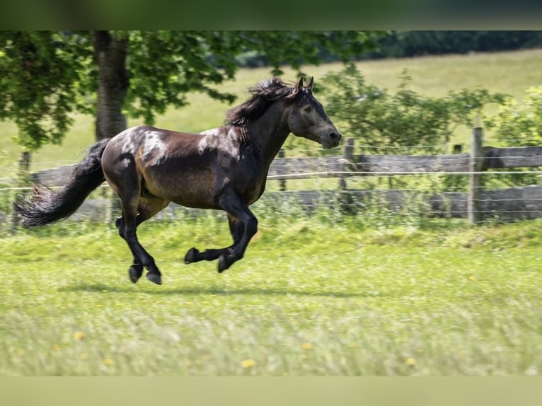 Connemara Stallion 15 years 15 hh Dun in Rothenbuch