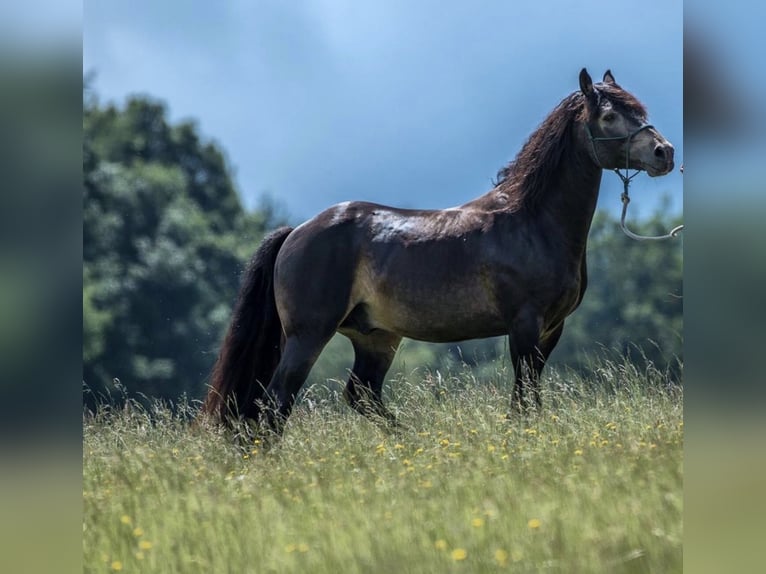 Connemara Stallion 15 years 15 hh Dun in Rothenbuch