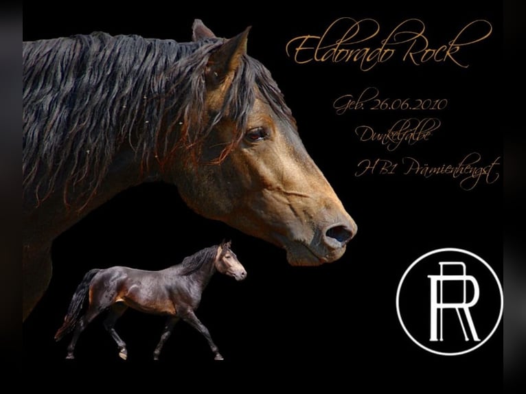 Connemara Stallion 15 years 15 hh Dun in Rothenbuch