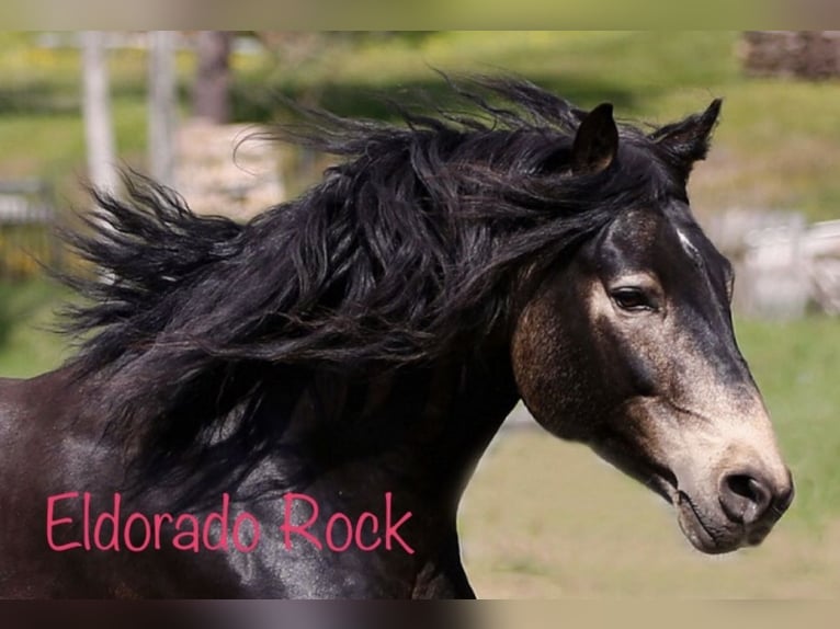 Connemara Stallion 15 years 15 hh Dun in Rothenbuch