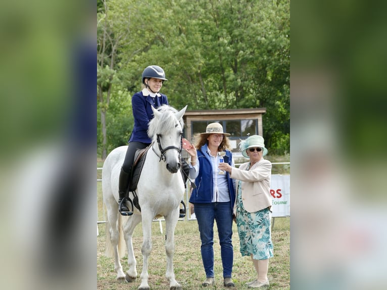 Connemara Stallion 17 years 14,2 hh Gray in Saint-André-en-Bresse