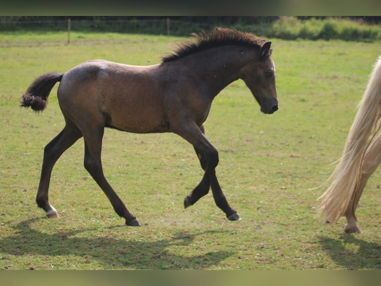 Connemara Stallion 1 year 12,2 hh Gray in Kergrist