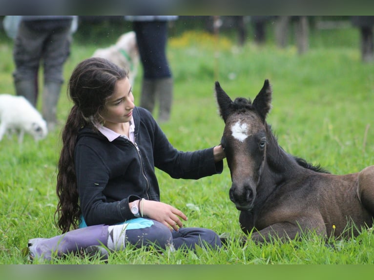 Connemara Stallion 1 year 12,2 hh Gray in Kergrist