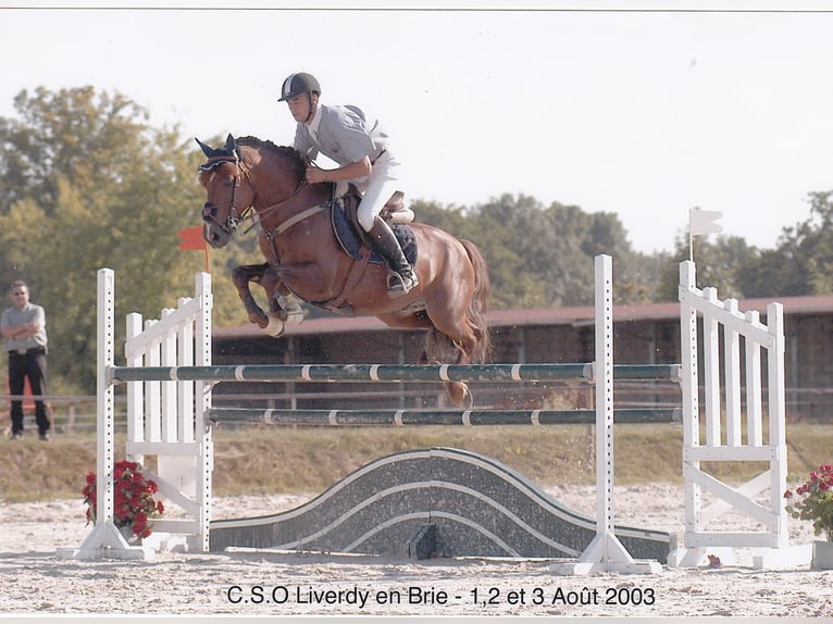 Connemara Stallion 1 year 12,2 hh Gray in Kergrist