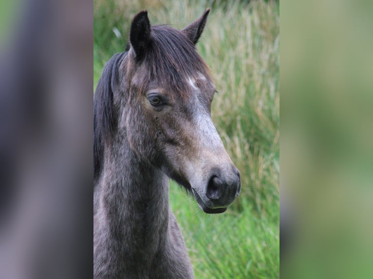 Connemara Stallion 1 year 12,2 hh Gray in Kergrist